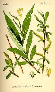 Salix Alba (Sauce Blanco)