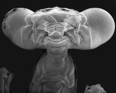 Imagen nanométrica de un ácaro