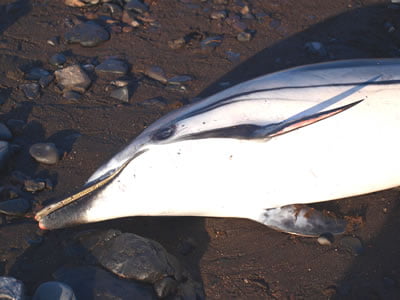 Delfín listado hembra, varado en Playa Quamada.