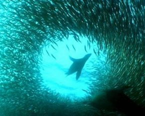 Sincronización en el nado de las sardinas
