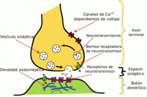 Esquema de sinapsis, comunicación entre neuronas.